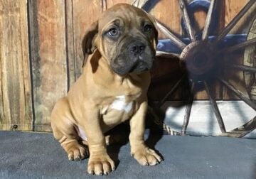 Dogue de Bordeaux (French mastiff) male black mask