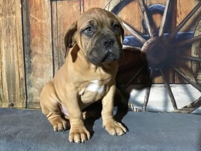 Dogue de Bordeaux (French mastiff) male black mask