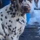 LUA/AKC Dalmatian puppies