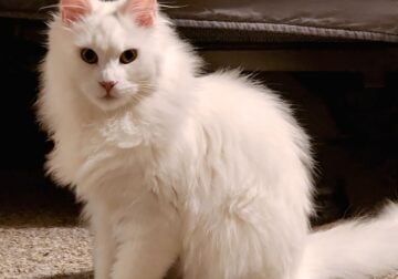 White Maine Coon Female