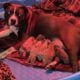 American Bully Puppies for sale