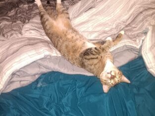 Cat named Doc
