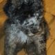 Mini-Bernadoodles F1B puppies