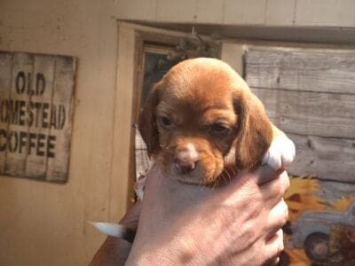 Beagle puppies