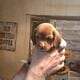 Beagle puppies