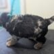 Miniature Aussiedoodles