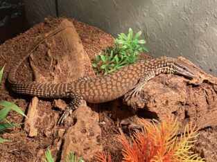 Yellow Ackie Monitor 1 Year Old