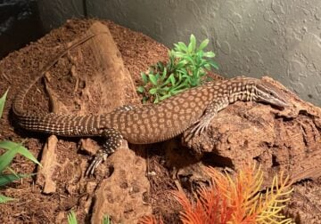 Yellow Ackie Monitor 1 Year Old