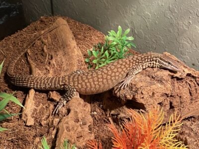 Yellow Ackie Monitor 1 Year Old