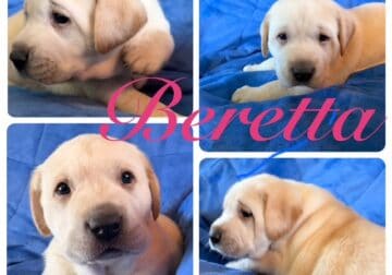 AKC YELLOW LABRADORS