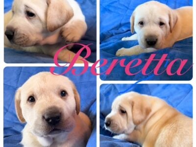 AKC YELLOW LABRADORS