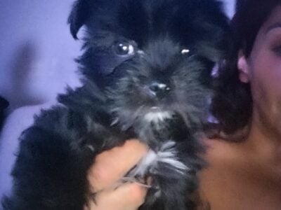 Shitzu Yorkie mini