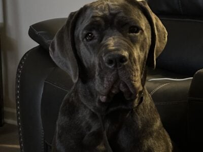 14 Month old Registered girl
