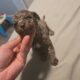 Mini Goldendoodles