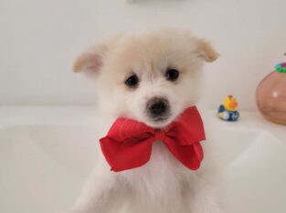 Polar bear Pomeranian pup