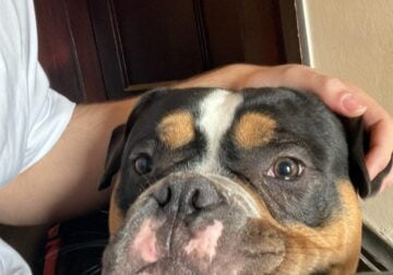 Selling my 1yr old bully
