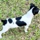Cute Rat Terrier