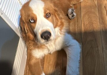 Saint Bernard Puppie