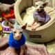Tortie Sphynx Kittens