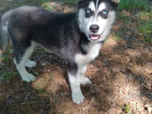 Siberian Husky (Male Puppy)