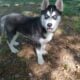 Siberian Husky (Male Puppy)