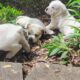 Olde English Bulldog puppies sale or trade