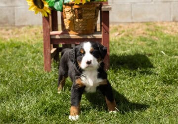 AKC Bernese Mountain puppy male in Indiana (Ira)