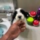 Your new best friend is here!