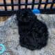 Shih Tzu Pups Available after March 3rd