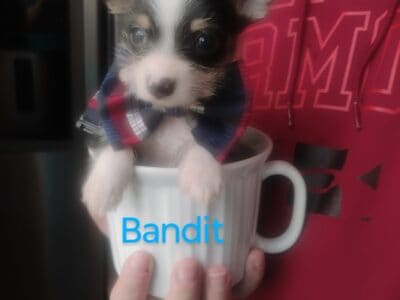 Tea Cup Chihuahuas long hair-ONLY 1 LEFT