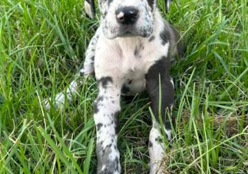 Great Dane puppies