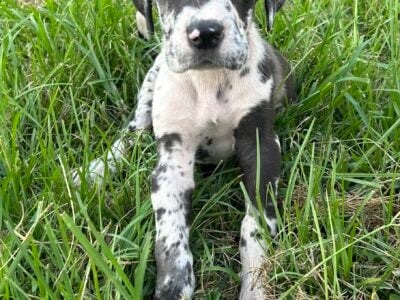 Great Dane puppies