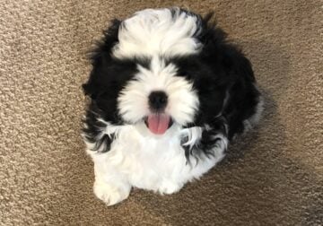 Puppies