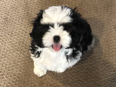 Puppies