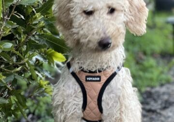 IVY 6 Month Old Girl