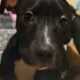 Blue nose Pitbull puppies looking for forever home