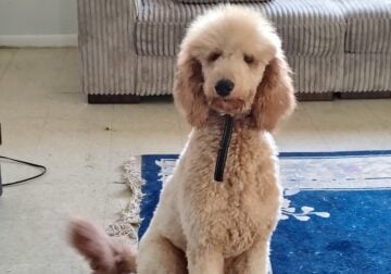 Golden doodle