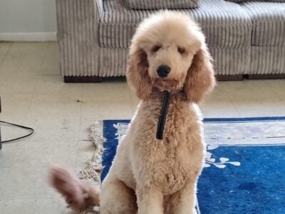 Golden doodle