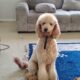 Golden doodle