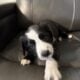 Border Collie Puppies