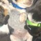 Purebred male beagle puppy