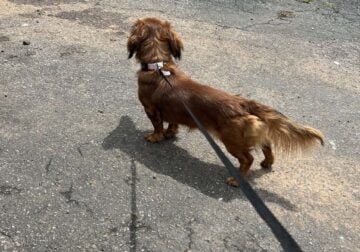 Akc reg long hair male mini dachshund
