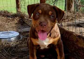 XL American Bully Puppies