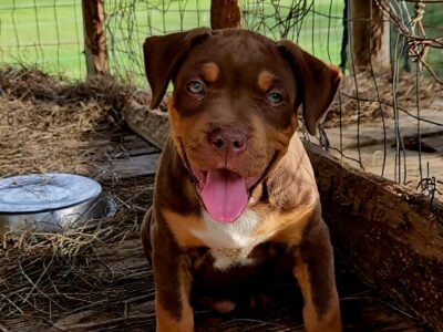 XL American Bully Puppies