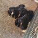 New Zealand huntaway×border collie