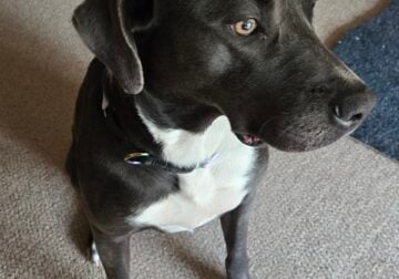 Pet for adoption