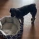 Shih Poo For Sale