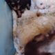 Schnoodle puppies