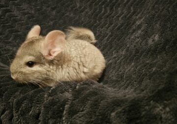 Chinchilla babies