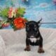 French Bulldog Puppies
